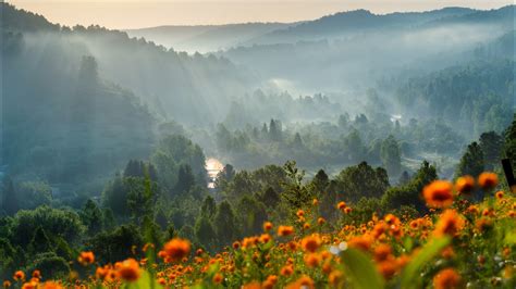 Flower Forest Mountain During Dawn Time HD Nature Wallpapers | HD ...