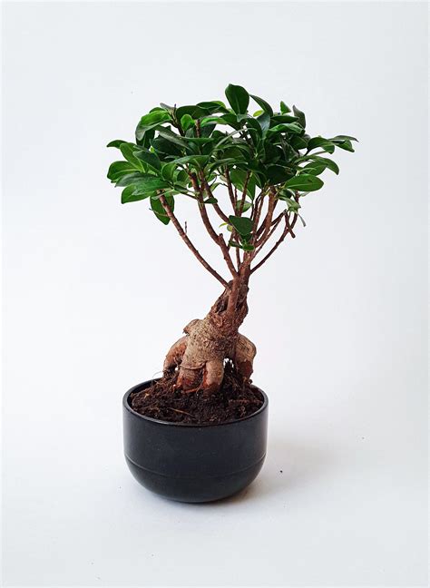 Weeping Fig (Ficus Benjamina) - Care Guide and Tips - Plants Spark Joy