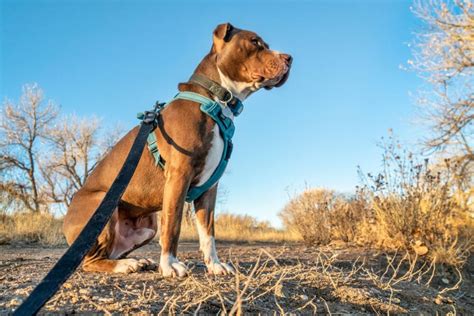 Best Dog Harness For Hiking – Designed for Safety & Comfort! (2024)