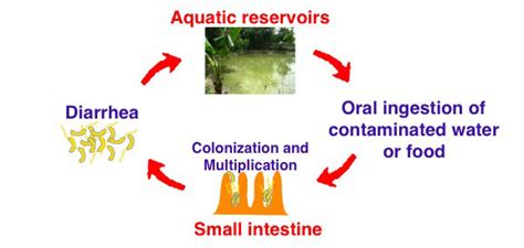 Vibrio cholerae – Jane M. Liu