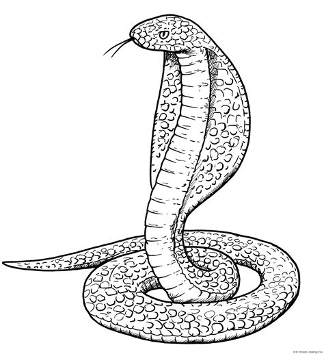 Cobra snake drawing – Line art illustrations