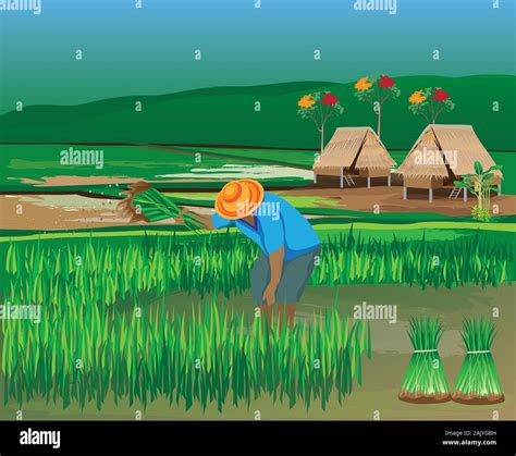 farmer work in paddy field vector design Stock Vector Image & Art - Alamy