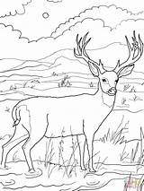 Collection Of Hunting Coloring Pages  Free Printable sketch template