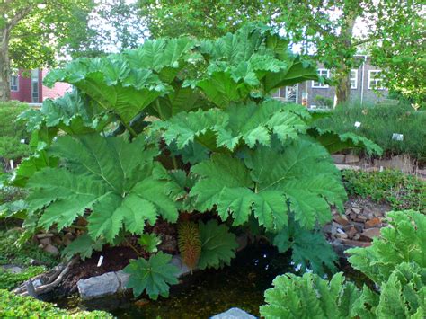 Large Leaf Outdoor Plants