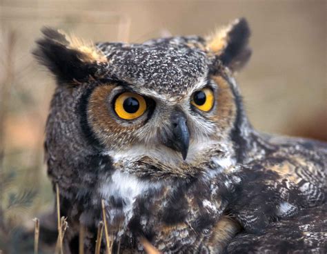 Owl Facts | Missouri Department of Conservation