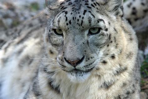 Snow Leopard — Stock Photo © zatletic #14313479