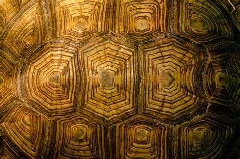 Tortoise Shell Pattern Images – Browse 12,294 Stock Photos, Vectors, and Video | Adobe Stock