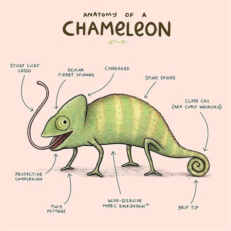 Sophie Corrigan on Instagram: “Anatomy of a Chameleon 🦎 ・・・ From my book Animal Anatomy ...