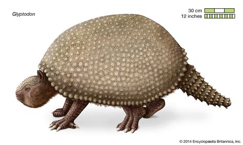 Glyptodon | Glyptodontidae, Armadillo-like, Megafauna | Britannica