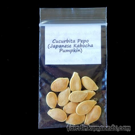 Japanese Kabocha Pumpkin Cucurbita Pepo Seeds | Fair Dinkum Seeds