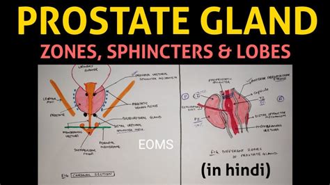 Prostate Gland Anatomy