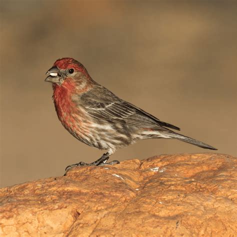 Red Sparrow Bird, are they real? Expert Birder - Happy Birding