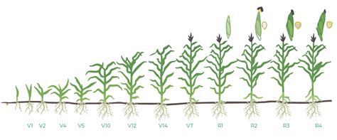 Start2Finish: The NACHURS Bio-K System for Maximizing Corn Yields