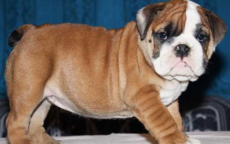 How Much Should I Feed my English Bulldog puppy? - Love and Kisses Pet ...