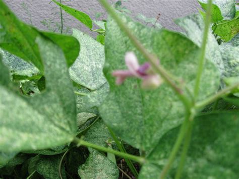 Growing Food in Florida: Planting black beans from the grocery store