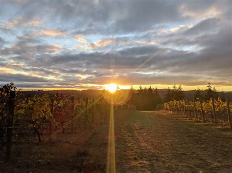 Oregon Wine Region | The Wolf Post