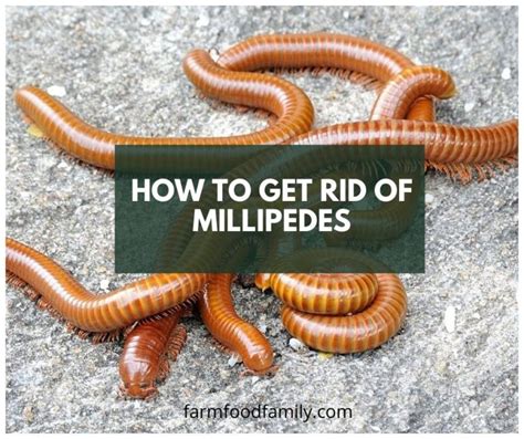 How To Get Rid Of Millipedes: 6 Natural Ways - Farm Food Family