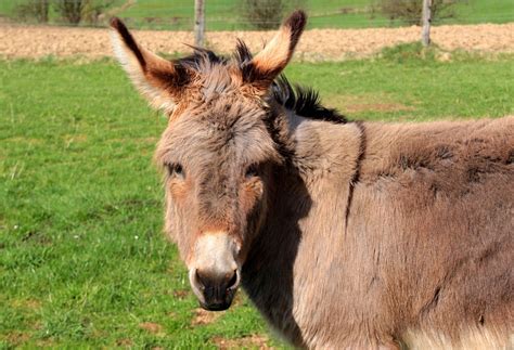 Donkey Domestic Equus · Free photo on Pixabay