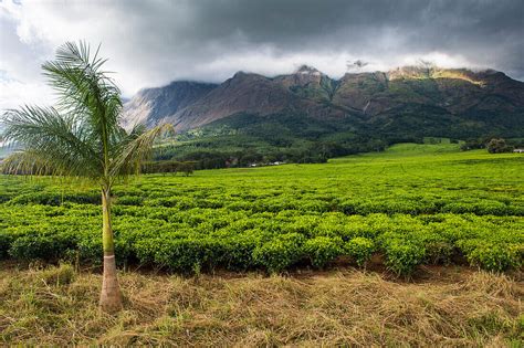 Tea estate on Mount Mulanje, Malawi, … – License image – 71072298 Image ...