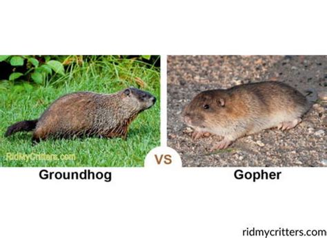 Gopher vs Groundhog: Which is Which? – Pest Supply Canada