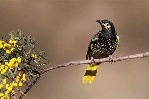 Australian endangered species: Regent Honeyeater