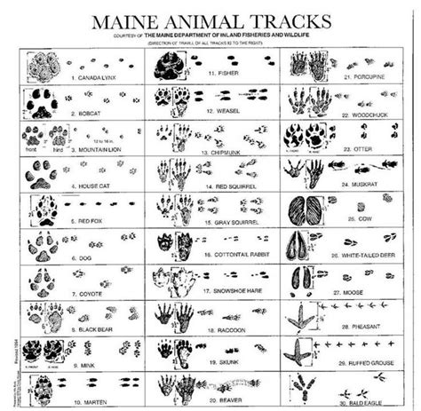 Wild Animal Footprints | 99R1100S | Animal tracks, Animal tracks in snow, Animal footprints