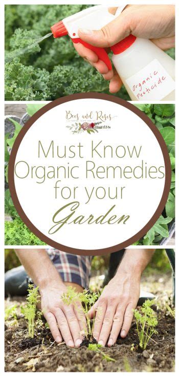 Must Know Organic Garden Remedies ~ Bees and Roses