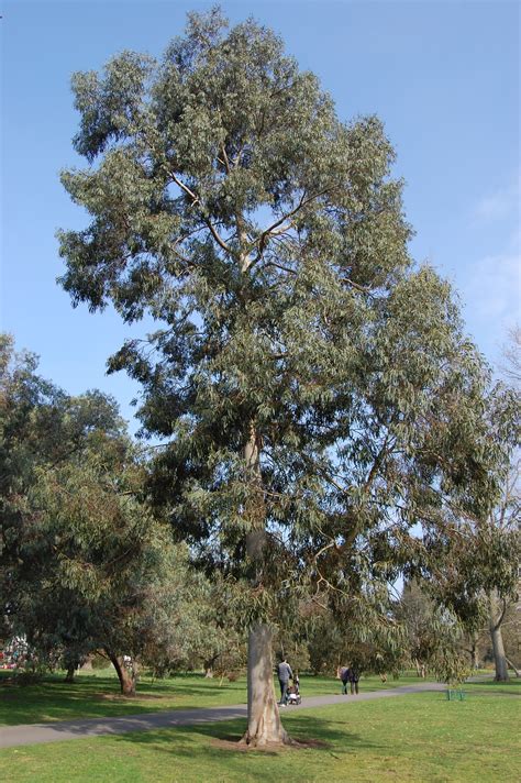 Eucalyptus perriniana | landscape architect's pages