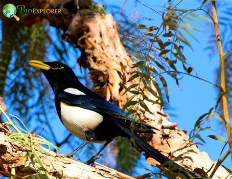 Yellow-billed Magpie | Pica Nutalli | Black Bird | Fun Facts