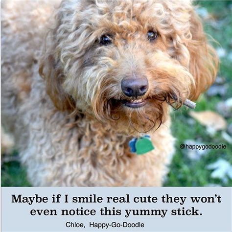 Hilarious ‘Doodle Memes To Brighten Your Day | Mountain Meadow Puppies