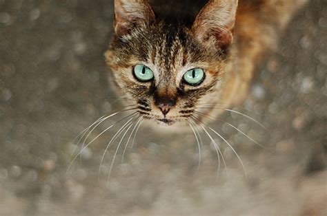 Calico Cat with Green Eyes