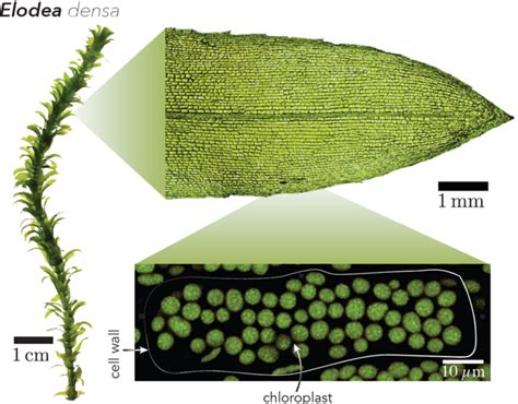 Elodea densa is an aquatic pla [IMAGE] | EurekAlert! Science News Releases