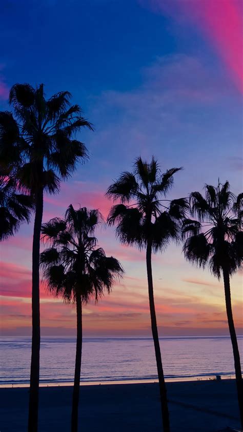 Aesthetic Palm Tree Wallpaper Sunset