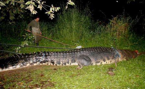 Giant crocodile captured alive in Philippines