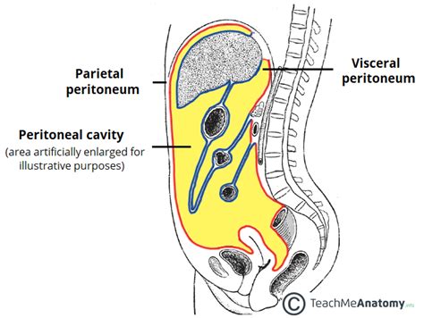 The Peritoneal Cavity - Greater Sac - Lesser Sac - TeachMeAnatomy