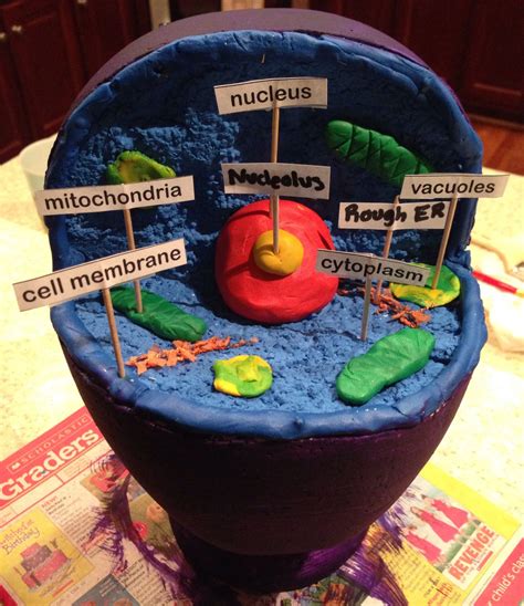 Animal Cell 3D Model