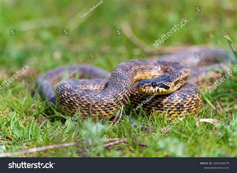 Closeup Blotched Snake Elaphe Sauromates Grass Stock Photo 2242528279 ...