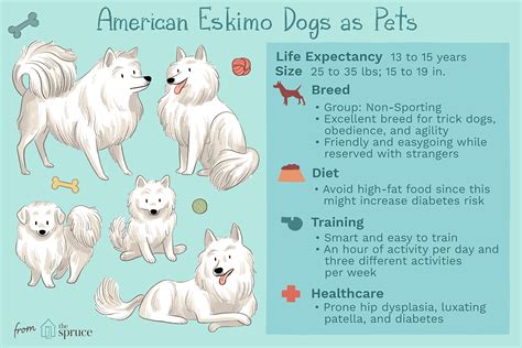 American Eskimo (Eskie): Dog Breed Characteristics & Care