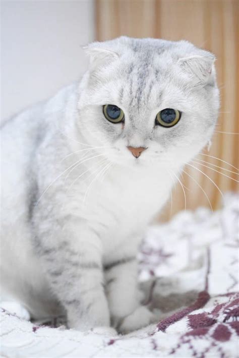 Taylor Swift Cat Benjamin Button Breed