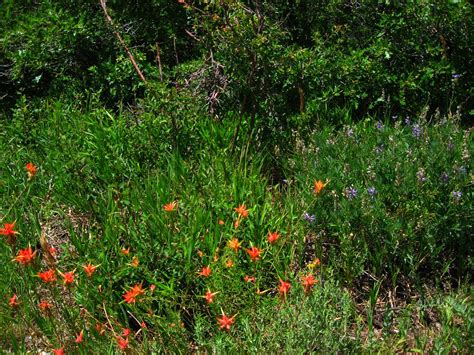 Wetherill Mesa Road, Mesa Verde National Park | Flowers on t… | Flickr