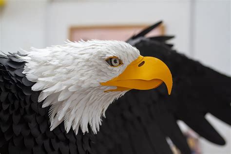 A giant bald eagle made entirely of paper is Lisa Lloyd's biggest challenge to date | Creative ...