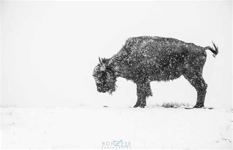 Shades Of Gray Photo Contest Winners - VIEWBUG.com