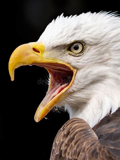 Vertical Macro of a Bald Eagle Looking Angry Stock Image - Image of portrait, animal: 255958547