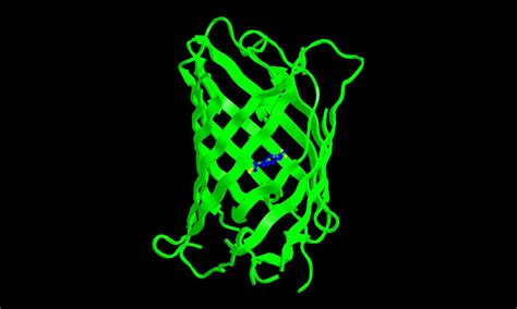 Scientists develop green fluorescent protein to aid intracellular research