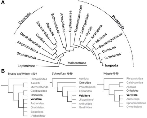 Frontiers | Brain anatomy of the marine isopod Saduria entomon Linnaeus, 1758 (Valvifera ...