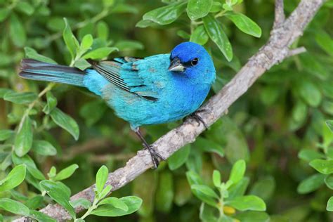 Indigo Buntings (passerina Cyanea Photograph by Larry Ditto - Fine Art America