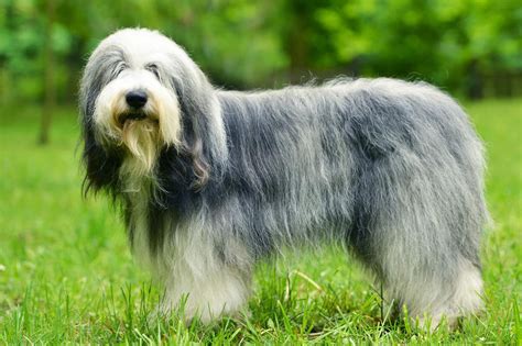 Meet the Old English Sheepdog!