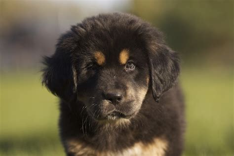 Dog Breeding Tips for Beginners — American Kennel Club