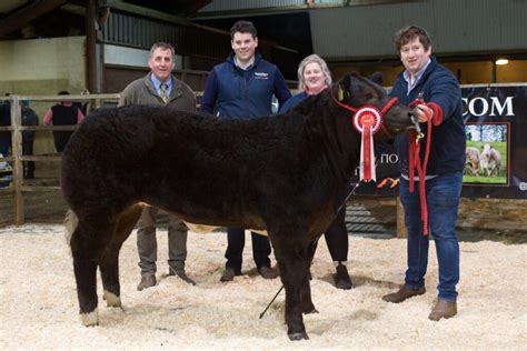 Weanling heifer sells for £13,000 at Clogher Mart - Agriland.ie