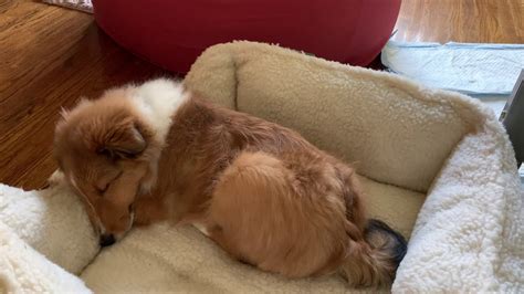 Sleeping Sheltie - YouTube